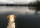 Vorschriften zur Hundehaltung am Cavagnac Lake